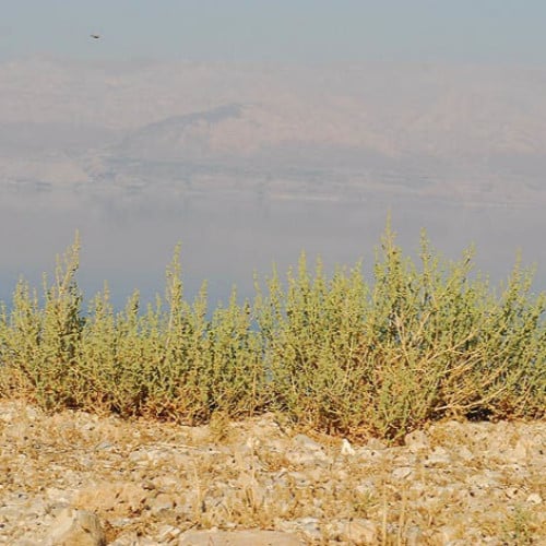 بذور شجيرة الشعران ( Anabasis setifera )