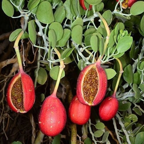 بذور شجيرة اللصف - الشفلح الجبلي ( Capparis cartil...