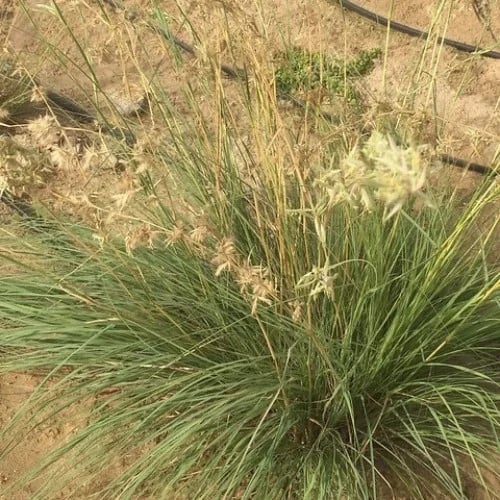 بذور عشبة الاذخر المكي ( Cymbopogon Schoenanthus )
