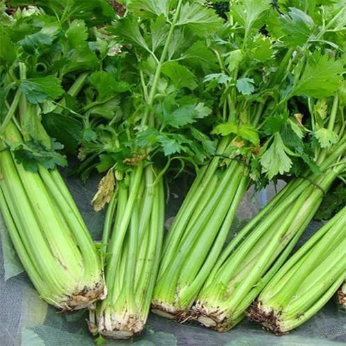 بذور نبات الكرفس ( Apium graveolens )