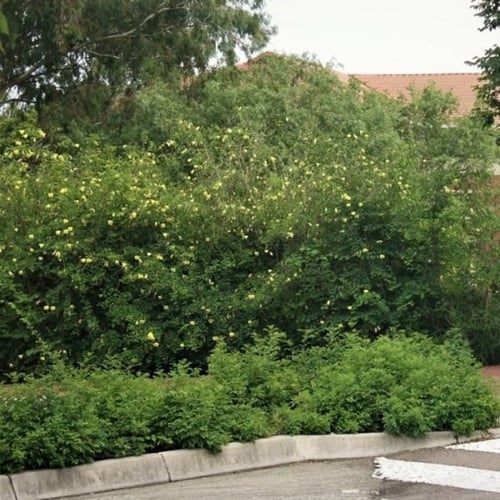 بذور شجيرة بوهينيا الصفراء ( bauhinia tomentosa )