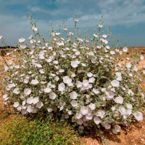 بذور عشبة الرخامى ( Convolvulus buschiricus )