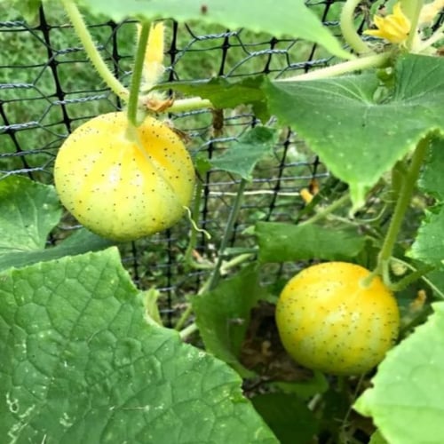 بذور الخيار الليموني ( Cucumis sativus )