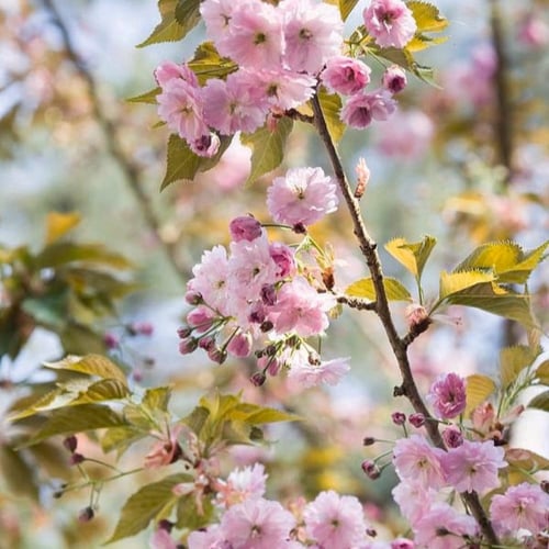 بذور شجرة ساكورا - الكرز الياباني ( Prunus serrula...
