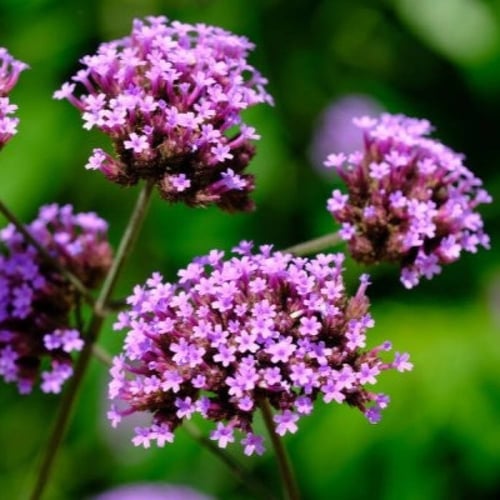بذور زهرة رعي الحمام ( Verbena officinalis )