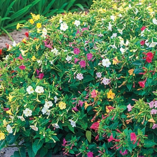 بذور زهرة شب الليل - الساعة الرابعة ( Mirabilis ja...