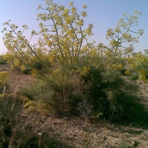 بذور الشمر البري ( Foeniculum vulgare )