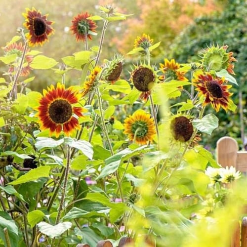 بذور دوار الشمس "منوع" ( Helianthus annuus )