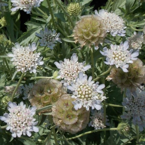 بذور الطربة - ام قلاص البيضاء ( scabiosa palaestin...