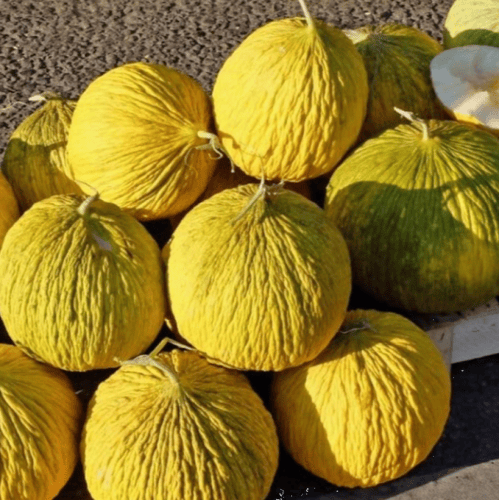 بذور شمام كساب ( Cucumis melo var. inodorus )