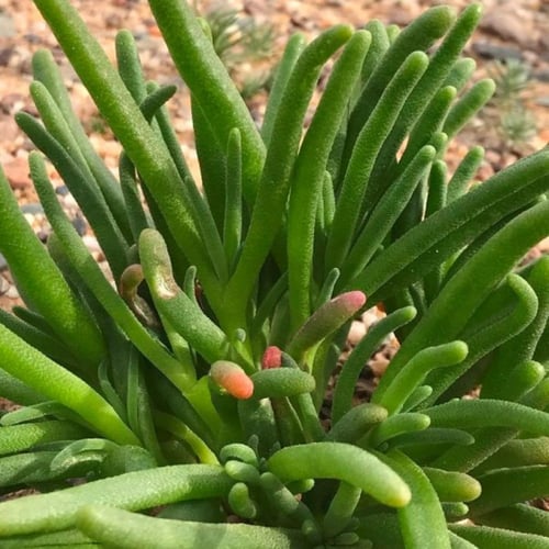 بذور عشبة السمح ( Opophytum forakahlii )