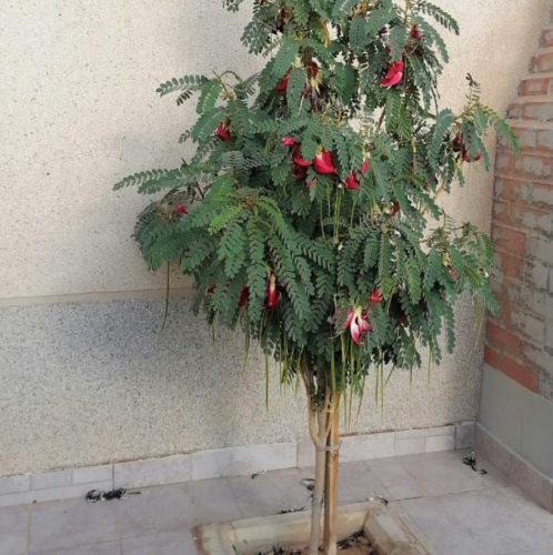 بذور شجرة السيسبان الاحمر ( Sesbania grandiflora )