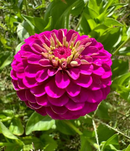 بذور زهرة الزينيا الارجوانية ( Zinnia elegans )
