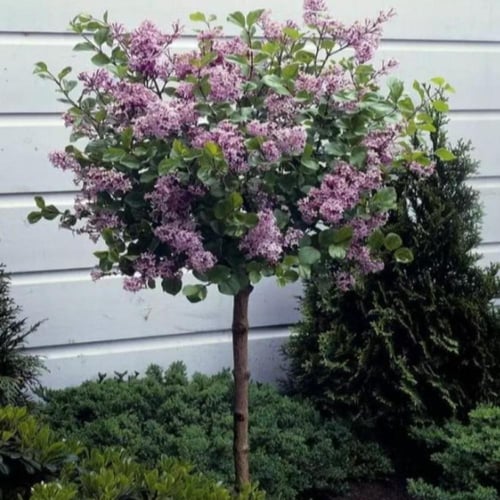 بذور شجيرة الليلك المجري ( Syringa josikaea )