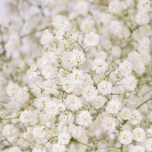 بذور زهرة جيبسوفيلا ايليجانس ( gypsophila Elegans...
