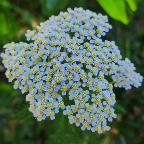 بذور الأخيلية العطرية البيضاء ( Achillea millefoli...