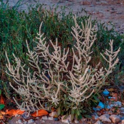 بذور شجيرة الطرف - الراء ( Aerva javanica )