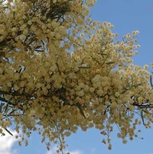 بذور شجرة سنط فيكتوريا ( Acacia victoriae )