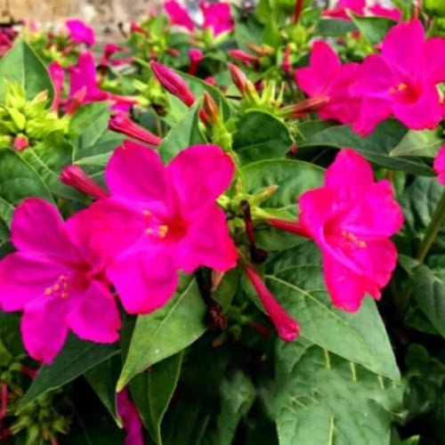 بذور زهرة شب الليل الوردية - الساعة الرابعة ( Mira...