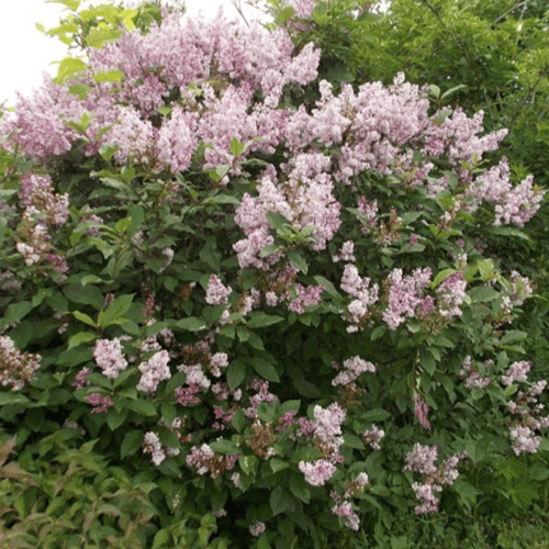 بذور شجيرة الليلك المجري ( Syringa josikaea )