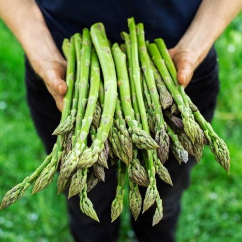 بذور نبات الهليون ( Asparagus officinalis )