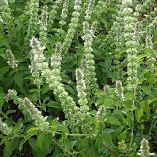 بذور الريحان الليموني - الحبق الأفريقي ( Ocimum x...