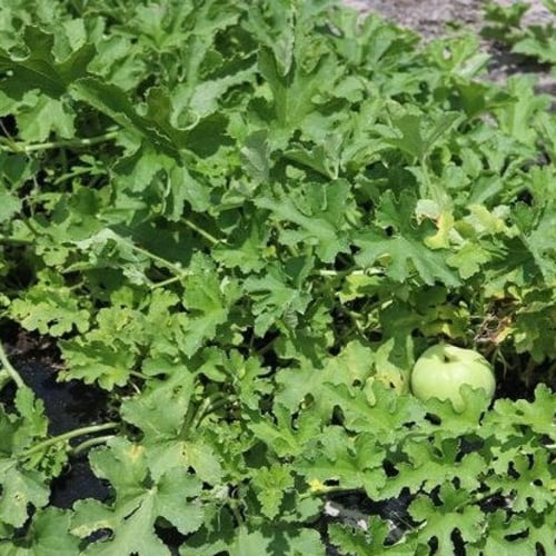 بذور القرع التفاحي - تيندا ( Praecitrullus fistulo...