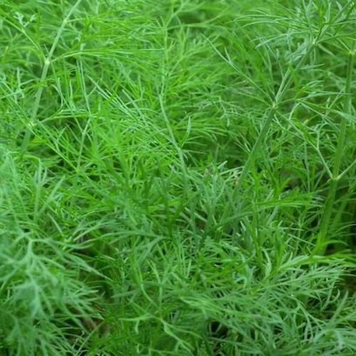 بذور نبات الشبت ( Anethum graveolens )