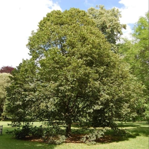 بذور شجرة الزيزفون الهولندي ( Tilia platyphyllos )