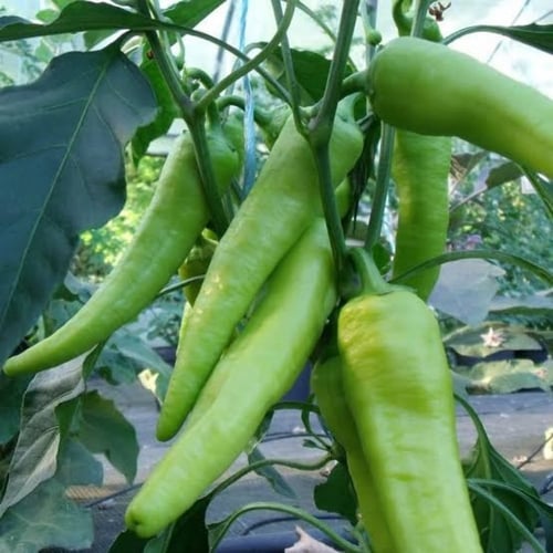 بذور الفلفل الحار الاخضر ( Capsicum annuum )