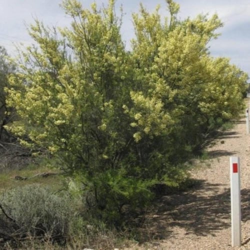 بذور شجرة سنط فيكتوريا ( Acacia victoriae )