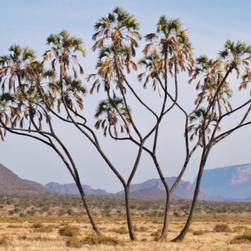 بذور نخيل الدوم ( Hyphaene thebaica )