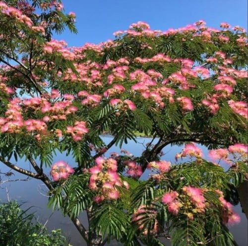 بذور شجرة اللبخ الأحمر - زهرة الحرير ( Albizia jul...