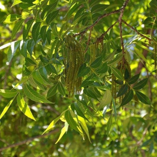 بذور شجرة جوز البيكان ( Carya illinoinensis )