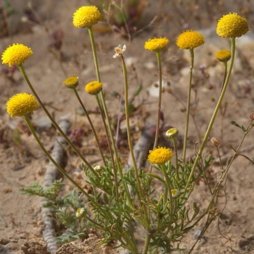 بذور القرقاص - القريص ( Aaronsohnia factorovskyi )