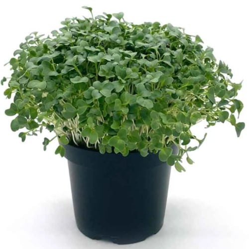 بذور براعم البروكلي الاخضر - ميكروجرين ( Brassica...