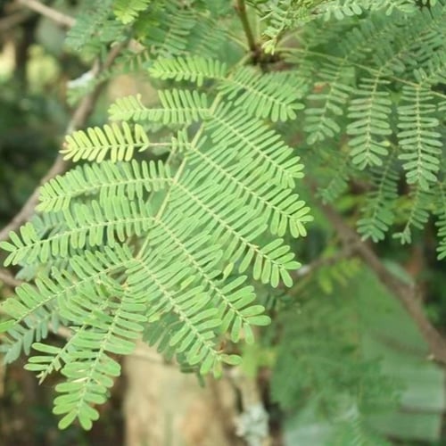 بذور شجرة اكاسيا زانثوفلويا ( Acacia xanthophloea...
