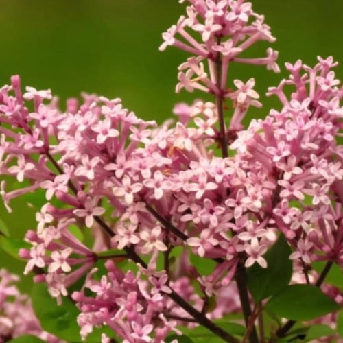 بذور شجيرة الليلك المجري ( Syringa josikaea )