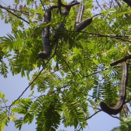 بذور شجرة كاسيا الوردية ( Cassia Grandis )