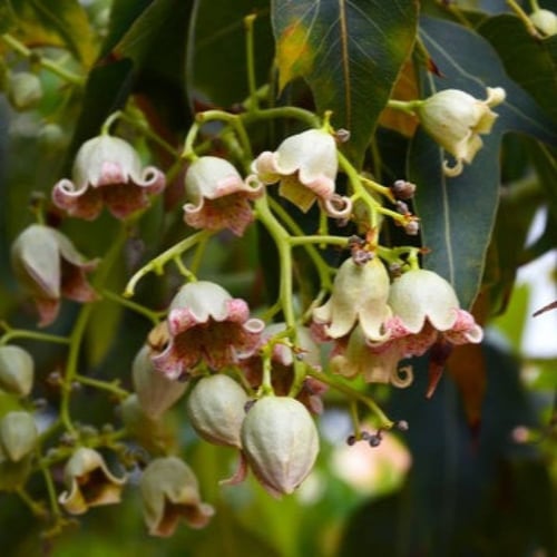 بذور شجرة استركوليا مخمسة ( Brachychiton populneus...