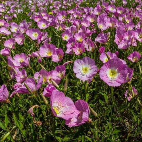 بذور زهرة الربيع المسائية ( Oenothera speciosa )