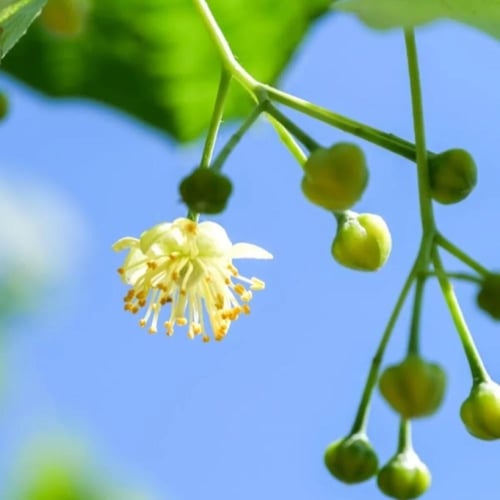 بذور شجرة الزيزفون الهولندي ( Tilia platyphyllos )