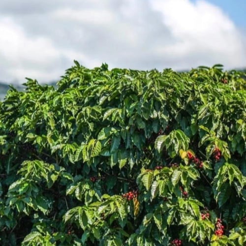 بذور شجيرة القهوة - البن العربي ( Coffea Arabica )