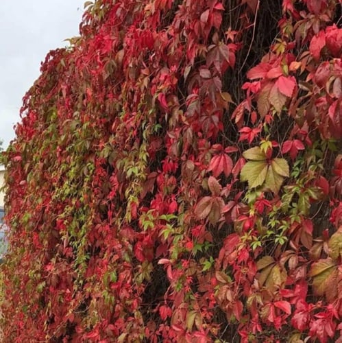 بذور متسلقة فرجينيا - الخميسة ( Parthenocissus qui...