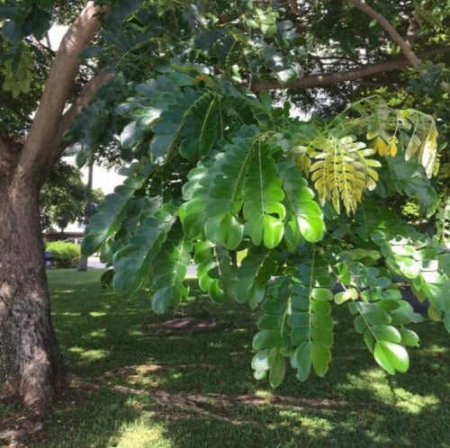 بذور شجرة لبخ سامان ( Albizia saman )