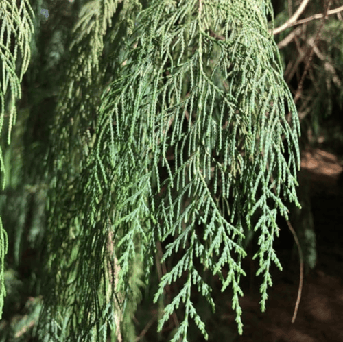 بذور شجرة السرو الكشميري ( Cupressus cashmeriana )