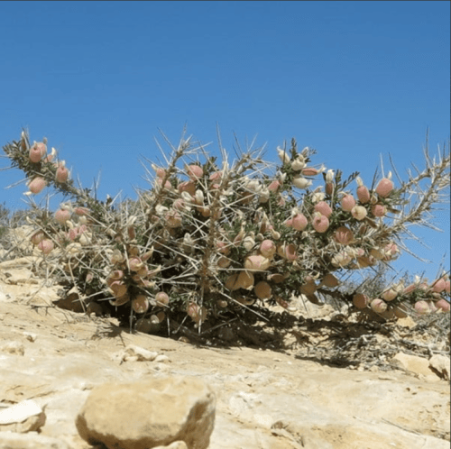 بذور شجيرة الكتاد - القتاد ( Astragalus spinosus )