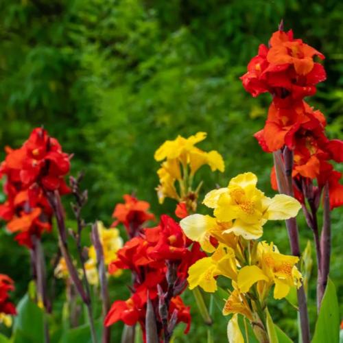 بذور الكنا الهندية ( canna indica )