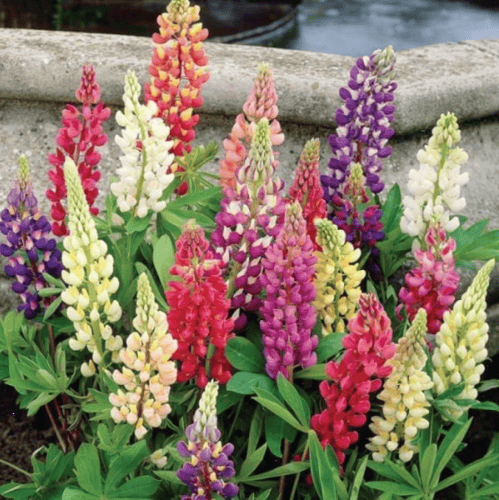 بذور زهور الترمس الملون ( Lupinus polyphyllus )