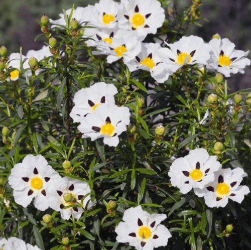 بذور شجيرة القريضة العنبرية ( Cistus Ladanifer )